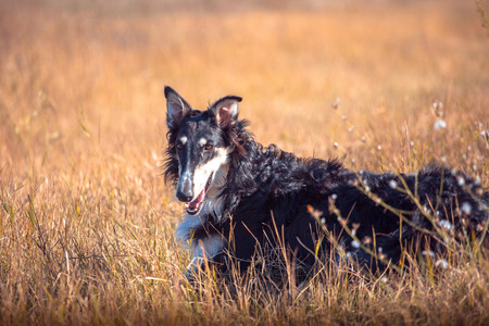Big black and tan Russian wolfhound lies on the field across the orange grassの写真素材