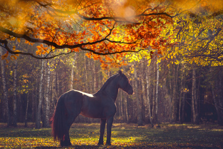 Big black Friesian horse in the autumn forest among the yellow treesの写真素材