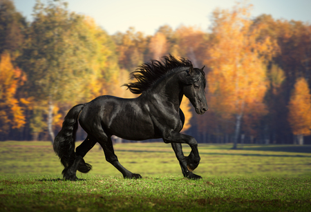 Big black Friesian horse runs in the yellow forest backgroundの写真素材