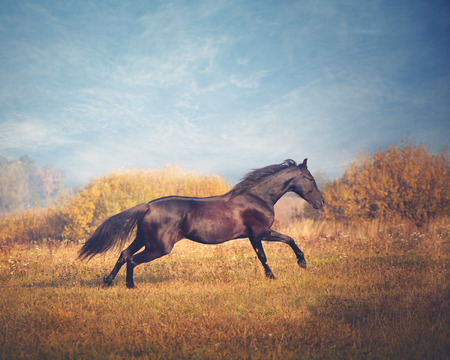 Black horse galloping on the trees and sky background in autumnの写真素材