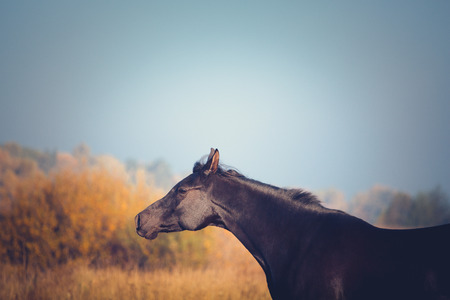 Portrait of the black Arabian horse runs on the yellow trees and blue sky backgroundの写真素材