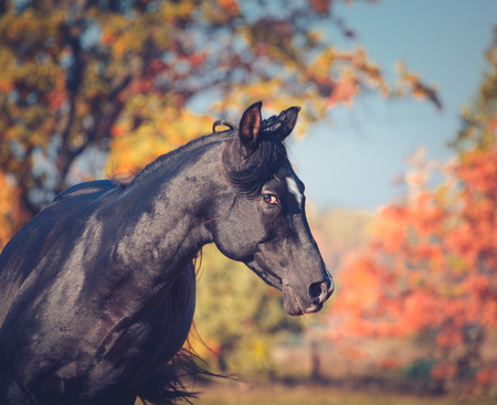 Portrait of black expressive Arabian stallion on the autumn background looks carefully right in the lens of cameraの写真素材