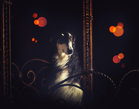 portrait of a black Russian hound with a tan face, collar and eyebrows on the dark background with bokeの写真素材