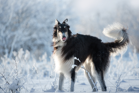 Black and white hunting dog stands in the snow and lick pink tongue on the white and blue winter backgroundの写真素材