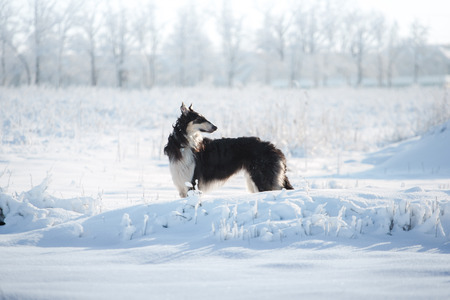 Black and white borzoi dog with the fluffy tail stands in the snow on the white winter backgroundの写真素材