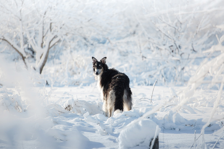 Black and white hunting dog stands in the snow on the white winter forest backgroundの写真素材