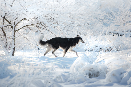 Black and white Russian borzoi dog runs on the snow on the white winter forest backgroundの写真素材
