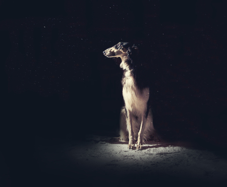 Black Russian borzoi dog with a tan face, collar and legs sit on a dark backgroundの写真素材