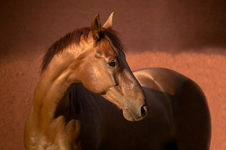 Portrait of the chestnut thoroughbred horse on red backgroundの写真素材