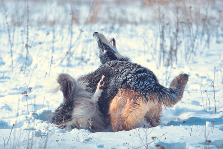 German shepherd and black with white Russian borzoi game in the snow on winter backgroundの写真素材