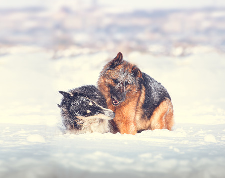 German shepherd and black with white Russian borzoi game in the snow on winter backgroundの写真素材
