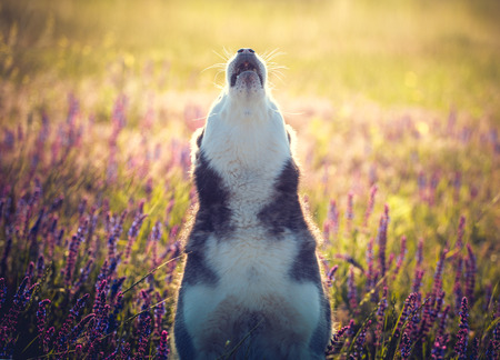 Cute husky with blue eyes sitting and howls in green grass and lilac flowers on sunset background