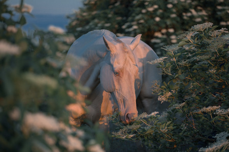 Portrait of a pearl pink horse among flowering trees on the sunrise in the morningの写真素材