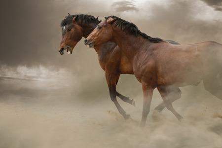 Two bay thoroughbred horses are fighting in the dustの写真素材