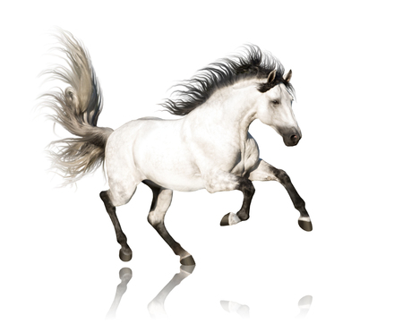 White Andalusian horse with black legs and mane galloping isolated on white backgroundの写真素材