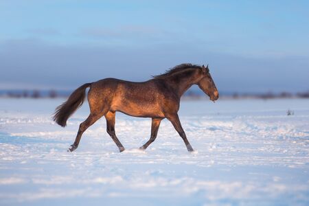 Brown Akhalteke horse run on the snow in winter eveningの写真素材