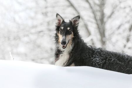 Black Russian wolfhound lies on the snowの写真素材