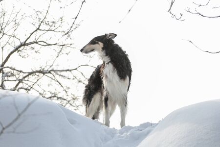Black Russian wolfhound stands on the snowの写真素材