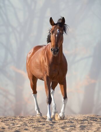 Red horse with black mane and tale and white legs steps on the sand on the foggy forwest backgroundの写真素材