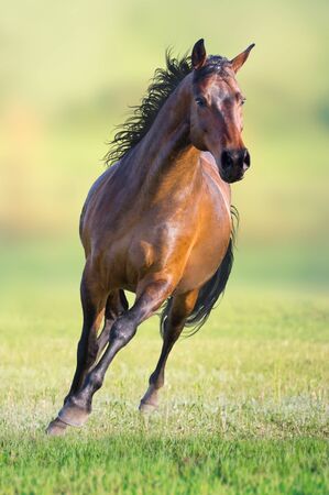 Bay horse runs on the green grass on green backgroundの写真素材