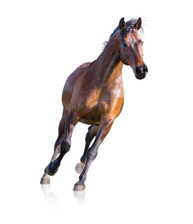 Brown horse runs isolated on white backgroundの写真素材