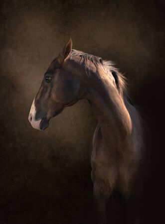 The portrait of chestnut horse on dark backgroundの写真素材