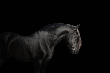 Portrait of black Friesian horse on black background