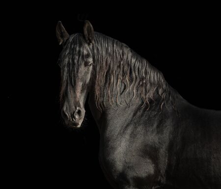 Portrait of black Friesian horse on black backgroundの写真素材