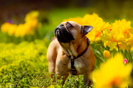 Portrait of a French Bulldog sit on a bright yellow flowers backroundの写真素材