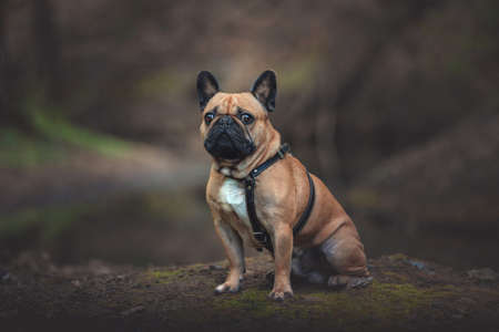 Portrait of a French Bulldog sit on a brook and dark forest backgroundの写真素材