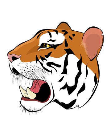 illustration of a tiger head on whiteのイラスト素材