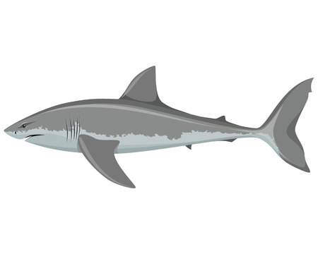 Vector illustration of a big white sharkのイラスト素材