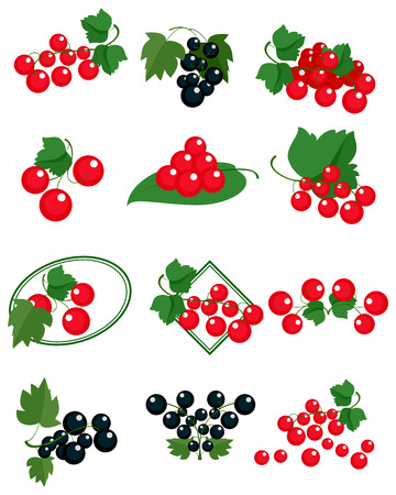 Vector illustration of red and black currantsのイラスト素材