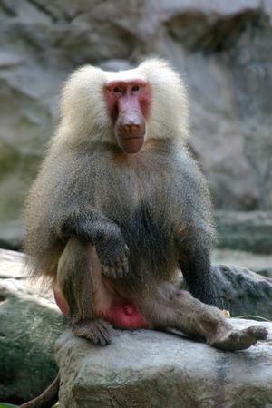 A portrait of a Baboonの写真素材