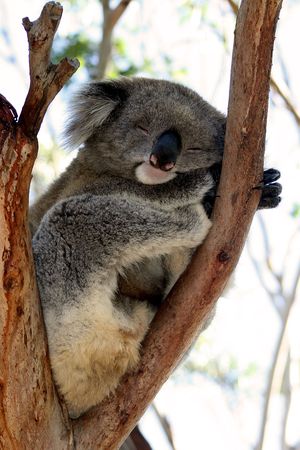 Sleeping Koalaの写真素材