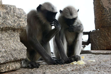 humpi monkeysの写真素材