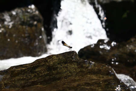 dragon flyの写真素材