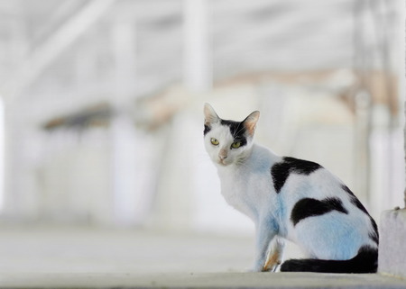 Indefinable cat stareの写真素材