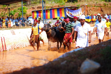 Surathkal,Karnartaka,India - December 3 2014 : Buffalo race.The event is normally held marked the beginning of sowing operations for the second round of crops the rice planting season and marks the importance of buffaloes.のeditorial素材