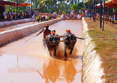 Surathkal,Karnartaka,India - December 3 2014 : Buffalo race.The event is normally held marked the beginning of sowing operations for the second round of crops the rice planting season and marks the importance of buffaloes.のeditorial素材