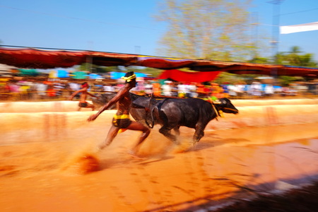 Buffalo raceの写真素材