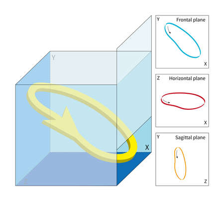 The heart is a three-dimensional and three-dimensional organ, and its electrical activity has space-time characteristics. Ventricular depolarization potential forms a Space vectorの写真素材