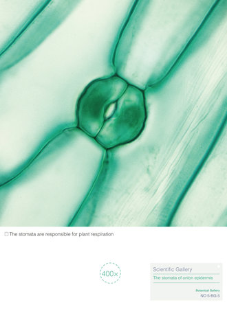 Stomata are openings formed around two guard cells, surrounded by accessory guard cells.の写真素材