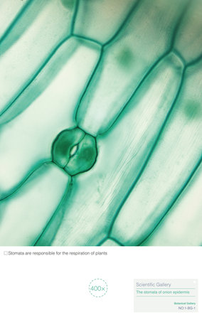 Stomata are openings formed around two guard cells, surrounded by accessory guard cells.の写真素材