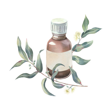 Eucalyptus branches with leaves, shoots and buds, glass bottle of essential oil with blank label, watercolor isolated on white. Botanical illustration of medicinal herbs hand drawn for aromatherapy.の写真素材