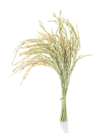 Ear of rice ; ear of paddy isolated on white backgroundの写真素材