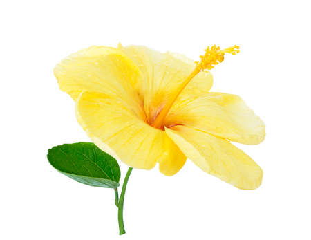 bright large flower of yellow hibiscus isolated on white backgroundの写真素材