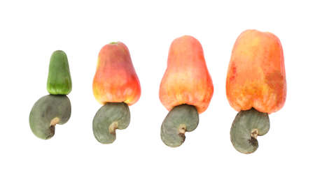 Cashew fruit (Anacardium occidentale) isolated on white backgroundの写真素材