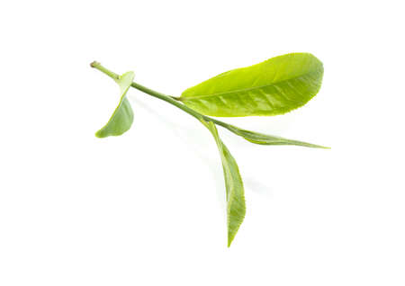green tea leaf on white backgroundの写真素材