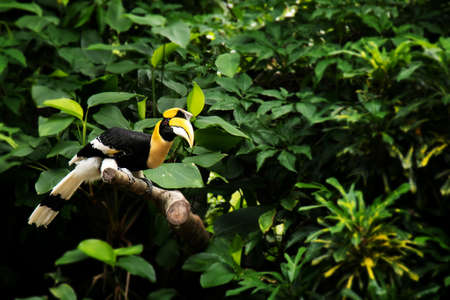 Yellow Billed Hornbill, Great hornbill, Great indian hornbill, Great pied hornbill in green topic...